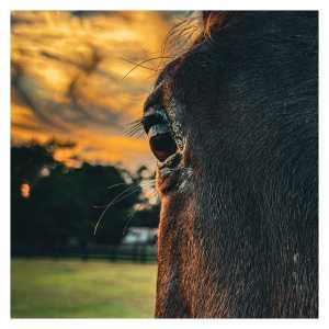 Horse Eye