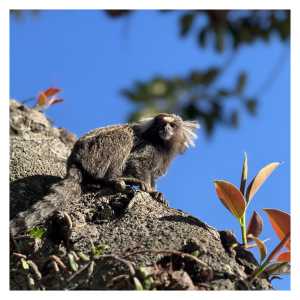 Monkey
