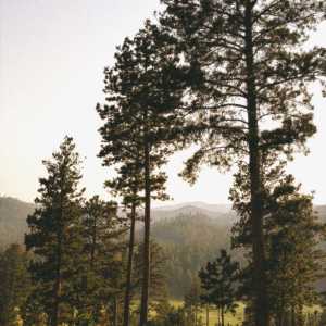 Pine Valley