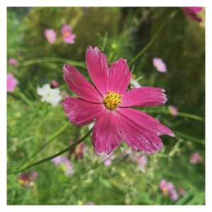 Salt Lake Flower