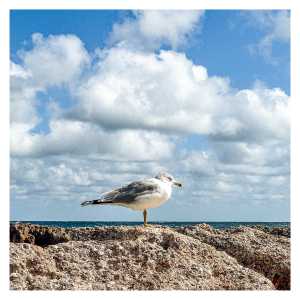 Seagull