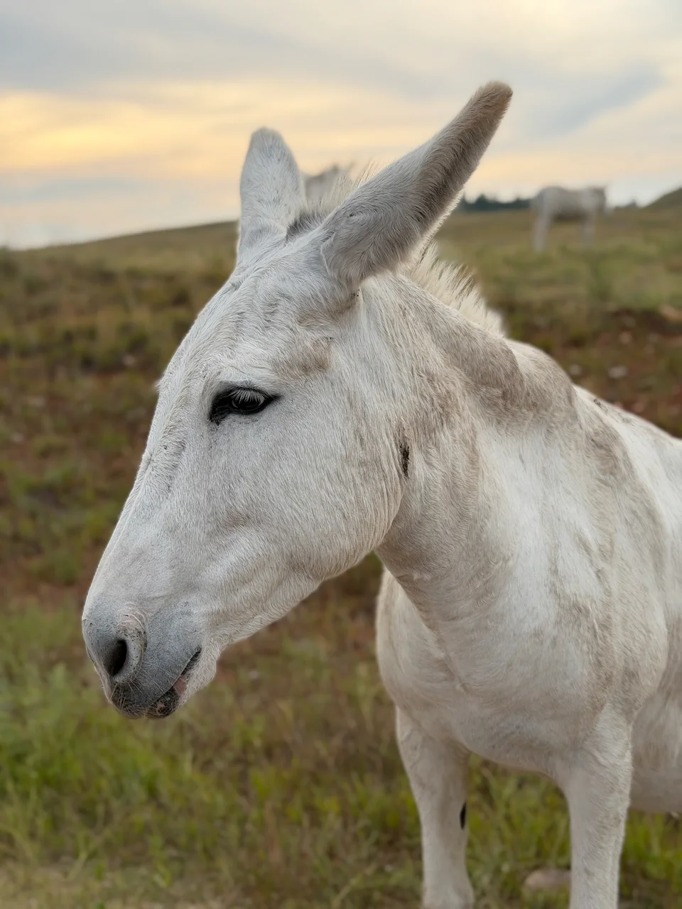 One of the begging burros on the Wildlife Loop