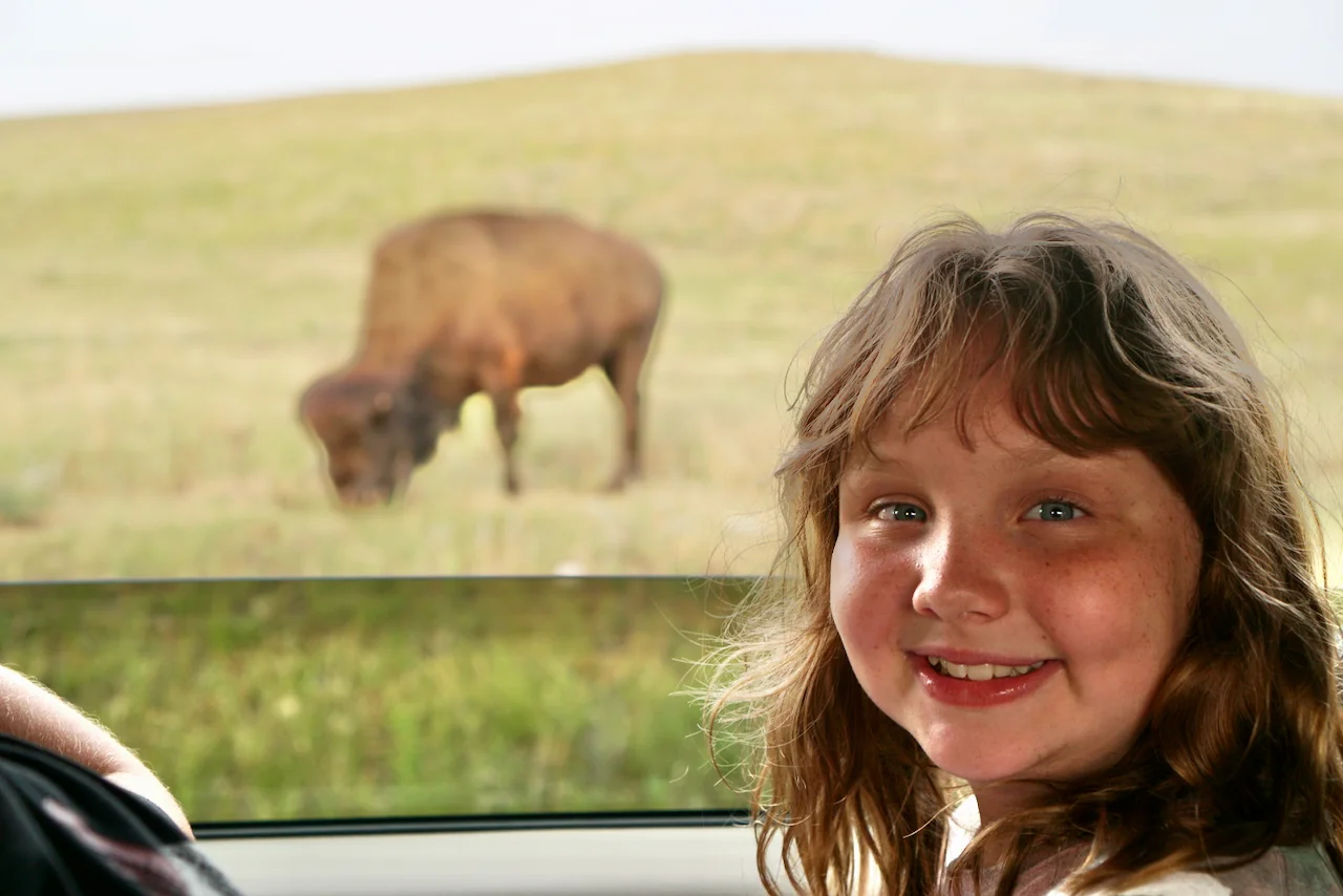 Lily with a bison just outside the car