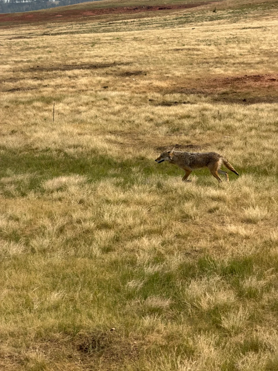A coyote crossing the grass in Wind Cave National Park