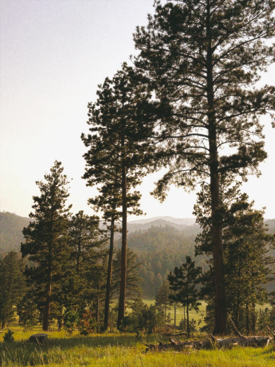 The Black Hills during the Chuck Wagon Cookout